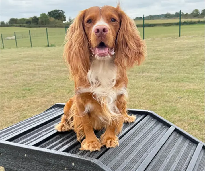 Oaklands - Boarding Kennels Dog Exercise Field