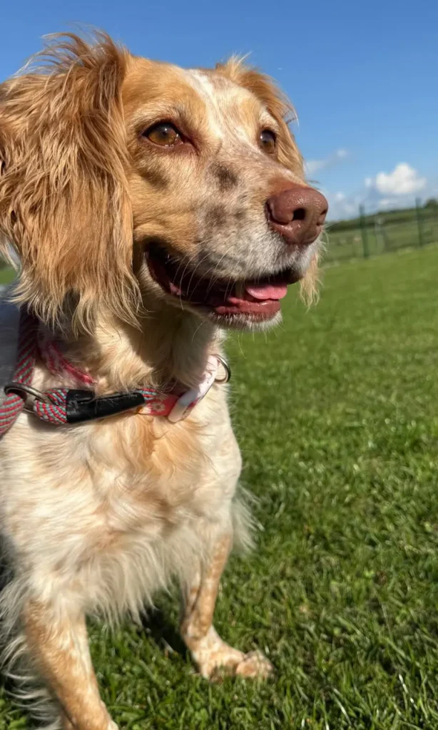 Oaklands Boarding Kennels - Microchipping Stafford