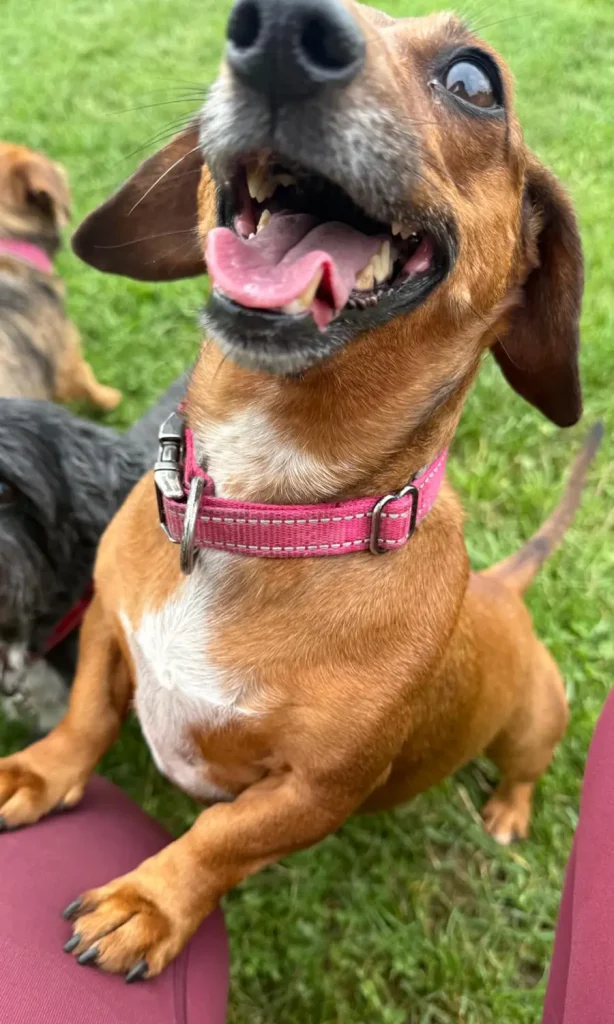 Oaklands Boarding Kennels - Dog Teeth Cleaning - EmmiPet