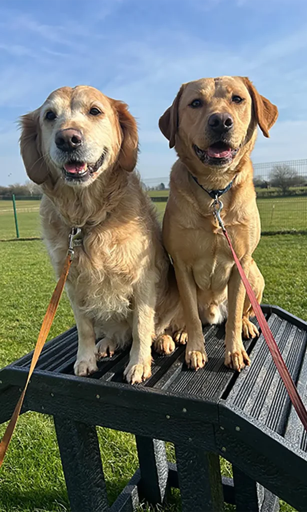 oklands-boarding-kennels-secure-exercise-paddock-hire Secure Exercise Paddock Hire - Stafford