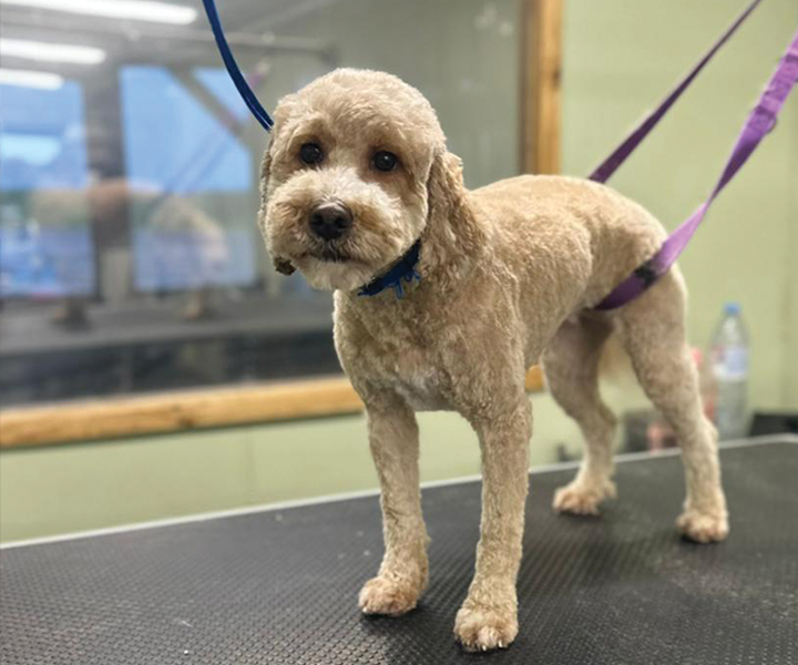 oklands-dog-groomers-stafford Oaklands - Dog Groomers Stafford