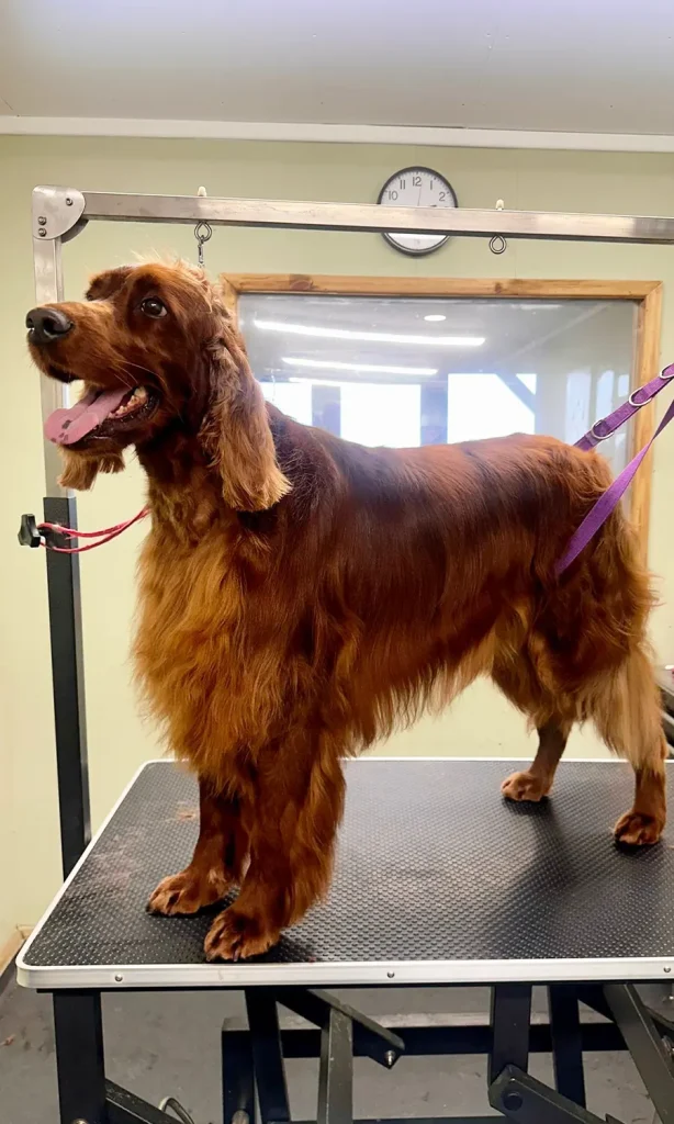 oklands-dog-grooming-stafford Oklands Boarding Kennels - Dog Grooming Stafford